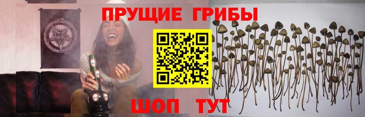 Губаха  Псилоцибиновые грибы MAGIC MUSHROOMS  Вход с VPN 